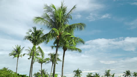 Palmeras-De-Coco-De-La-Isla-Balanceándose-Contra-El-Cielo-Nublado-Con-Espacio-De-Copia