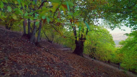 Sich-Schnell-Zwischen-Den-Bäumen-Im-Wald-Bewegen