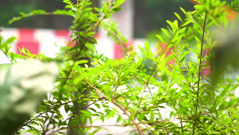 Cars-passing-by-on-street-on-bright-sunny-day-out-of-focus-in-background-with-bright-green-leaves-in-focus-in-foreground