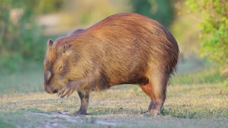 Una-Capibara-Madre-Embarazada,-Hydrochoerus-Hydrochaeris-Caminando,-De-Repente-Se-Detiene-Y-Se-Rasca-La-Cara-Con-La-Pata-Delantera,-Tiro-De-Cerca-De-La-Vida-Silvestre-En-El-Parque-Nacional-Pantanal-Matogrossense,-Brasil