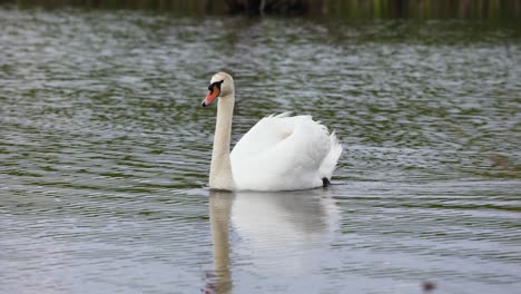 Primer-Plano-De-Un-Solo-Cisne-Mudo-Blanco-Nadar-En-Un-Estanque-Con-Fondo-Borroso