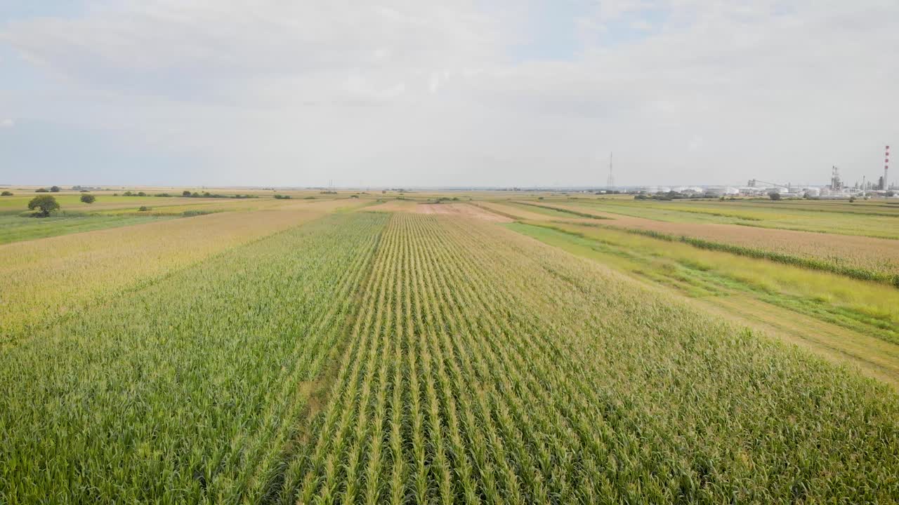 Aerial drone footage of a corn fields