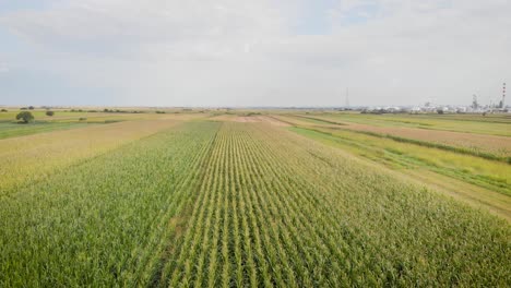 Imágenes-Aéreas-De-Drones-De-Campos-De-Maíz