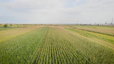 aerial drone footage of a corn fields