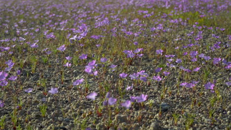 clip pacífico y sereno de cientos de pequeñas flores silvestres púrpuras que se mueven suavemente en la brisa