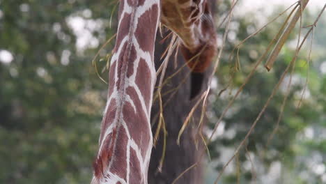 tall, feeding giraffe uses long tongue to pull tasty leaves from tree