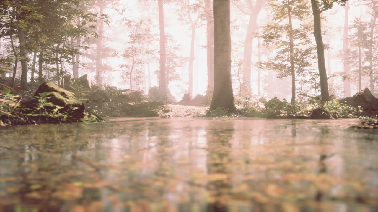 reflexão do caminho da floresta nebulosa