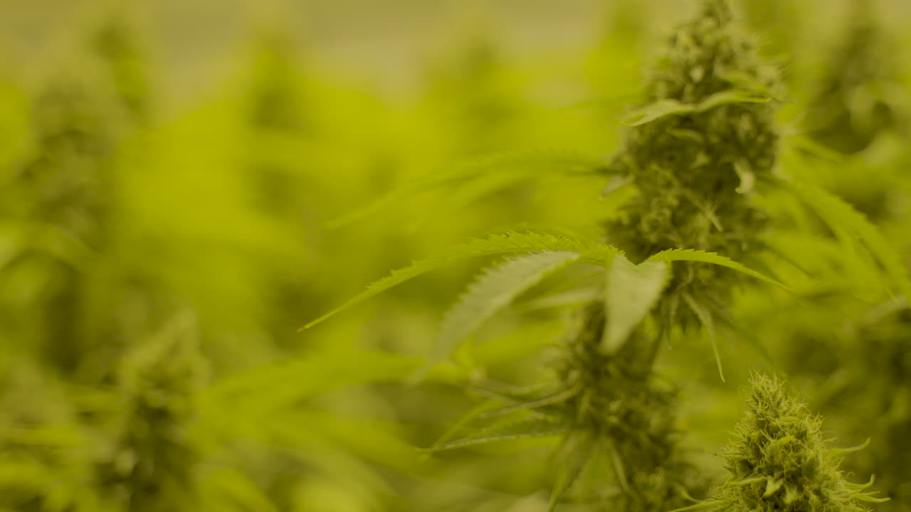 보육원에서 바람에 천천히 움직이는 대마초 잎의 슬로우 모션 돌리