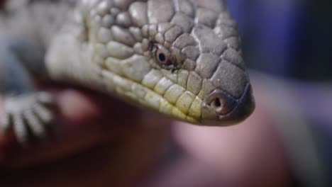 a close up shot of a blue tongue lizard being handled and poking out his blue tongue