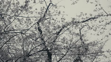 mirando hacia arriba el cerezo con flores blancas en flor durante la primavera en tokio, japón