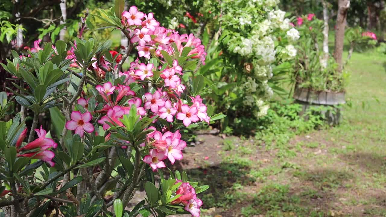 Flores floreciendo y luciendo muy coloridas y hermosas
