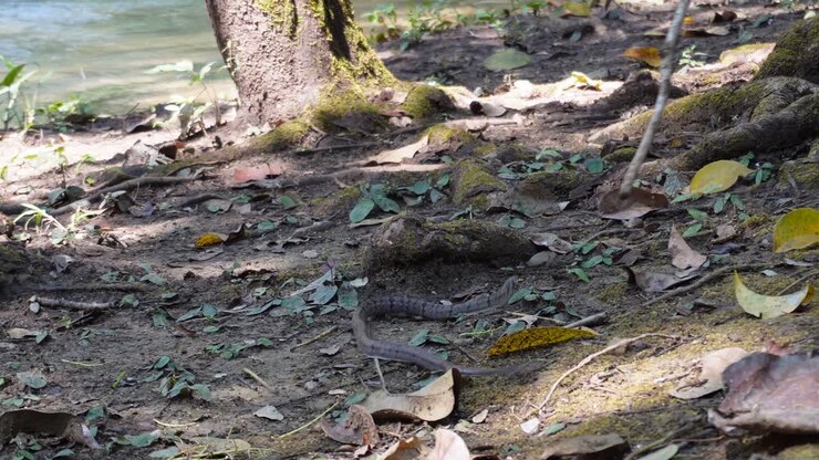 A small but very poisonous snake is being hunted by a stick trying to escape, in Sai Yok National Park in Thailand in Asia