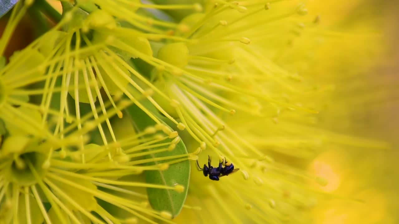 dos abejas negras australianas con corbículas llenas de polen sobre una flor amarilla