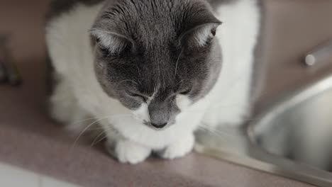 Majestic-grey-and-white-cat-perched-on-a-counter-beside-a-sink-looks-up-at-the-camera-with-its-beautiful-green-eyes