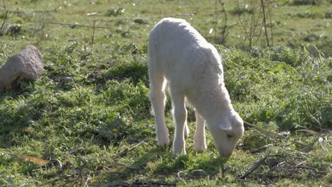 cordero blanco lindo y esponjoso caminando y pastando en una pequeña colina en cerdeña, italia