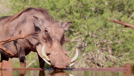 Common-Warthog-drinks-at-a-underground-photography-hide-in-the-heat-of-summer-at-Zimanga-private-game-reserve-in-KZN,-Kwa-Zulu-Natal,-South-Africa
