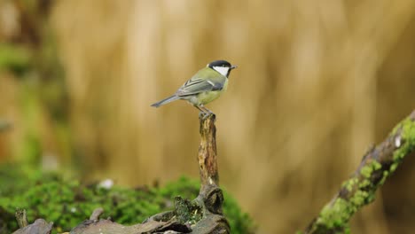 great tit jumping up on pointed tree stub turning back to camera - slow motion