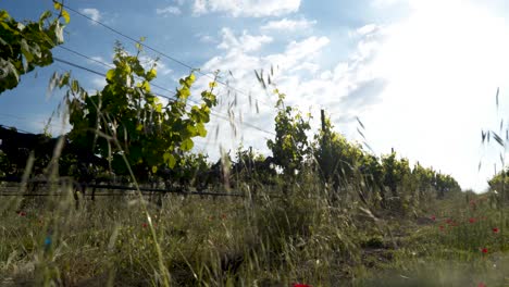 Carro-Lento-Entre-Hileras-De-Viñedos-En-Israel