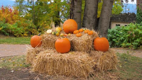 montón de calabazas naranjas pequeñas y grandes en haybales al mediodía junto a los árboles