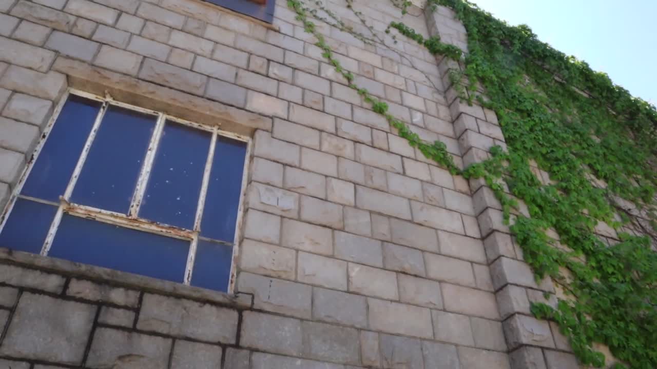 Ivy Covered Stone Wall of an Old Building