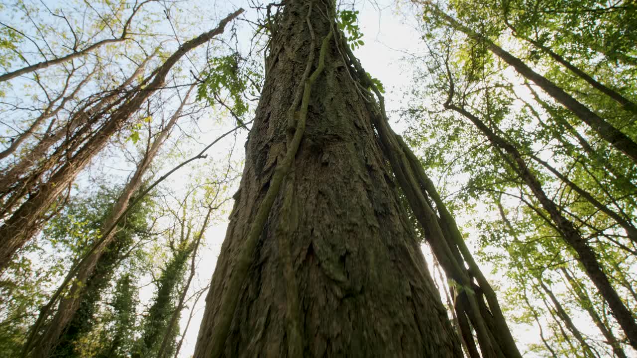 bosque de otoño, paseo cardán