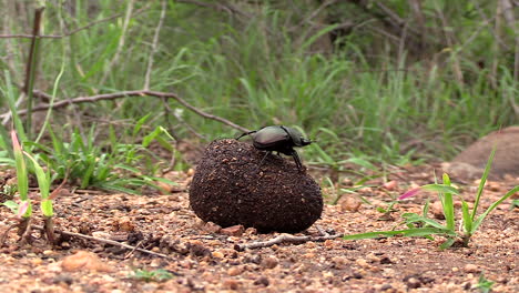 close view of dung beetle rolling ball of faeces on ground in south africa