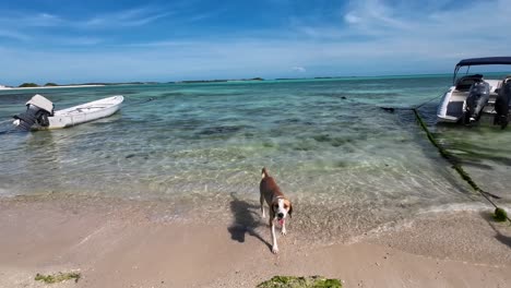 dog comes out from bathing on beach shaking off sea water, caribbean sea background