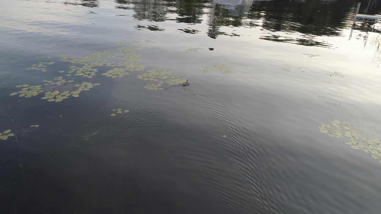 Captured via drone footage, a lonely ducking in search of food or family members....so...cute