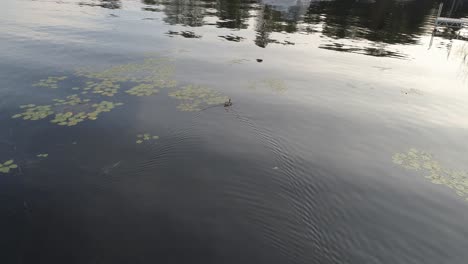 captured via drone footage, a lonely ducking in search of food or family members....so...cute