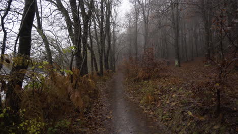 beautiful autumn beech forest under the rain in the catalan mountains-2