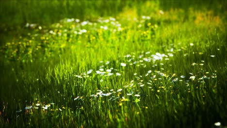 field with green grass and wild flowers at sunset