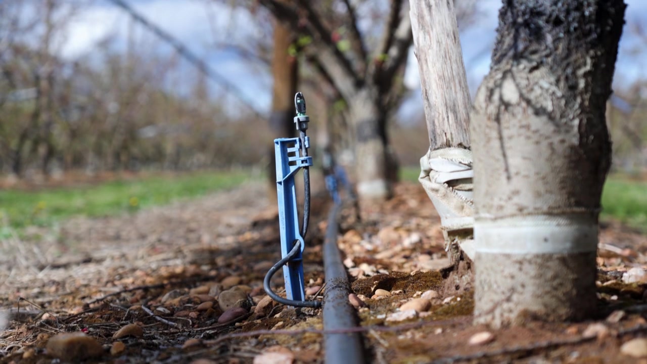 Sistema de riego por goteo agrícola con tuberías, estacas azules y microaspersores a lo largo de hileras de troncos de árboles en un huerto o viñedo.