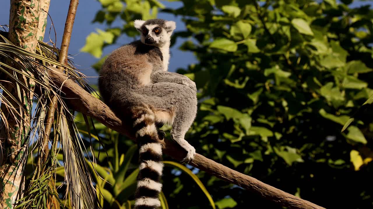 el lémur se sienta y observa desde la rama del árbol