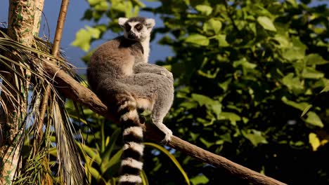 lemur sits and observes from tree branch