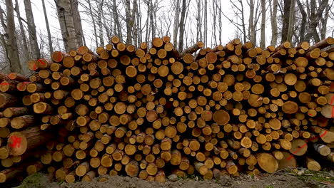 woodpile of freshly harvested pine logs on a forest road