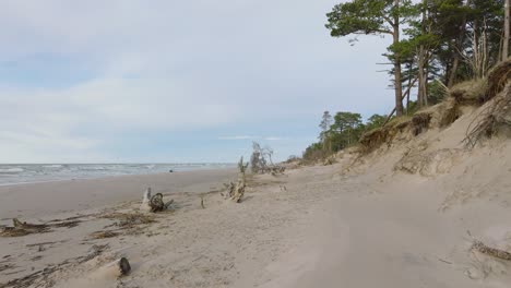 aerial establishing view of baltic sea coast, sunny day, white sand seashore dunes damaged by waves, pine tree forest, coastal erosion, climate changes, wide angle drone shot moving forward low