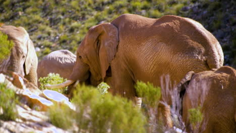 Group-of-African-elephants-with-textured-grey-skin-feeding-in-morning-sun