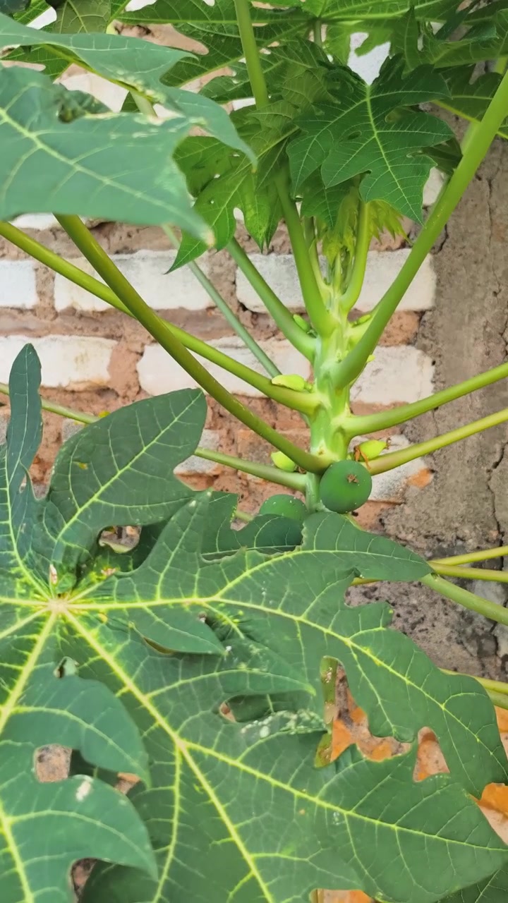 Giovane albero di papaya che cresce in un giardino