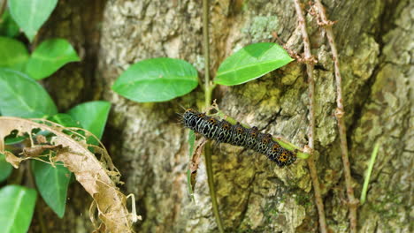 eight-spotted forester caterpillar - alypia octomaculata - eating vine plant stem on tree - close-up