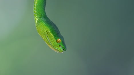 The-White-lipped-Pit-Viper-is-a-venomous-pit-viper-endemic-to-Southeast-Asia-and-is-often-found-during-the-night-waiting-on-a-branch-or-limb-of-a-tree-near-a-body-of-water-with-plenty-of-food-items