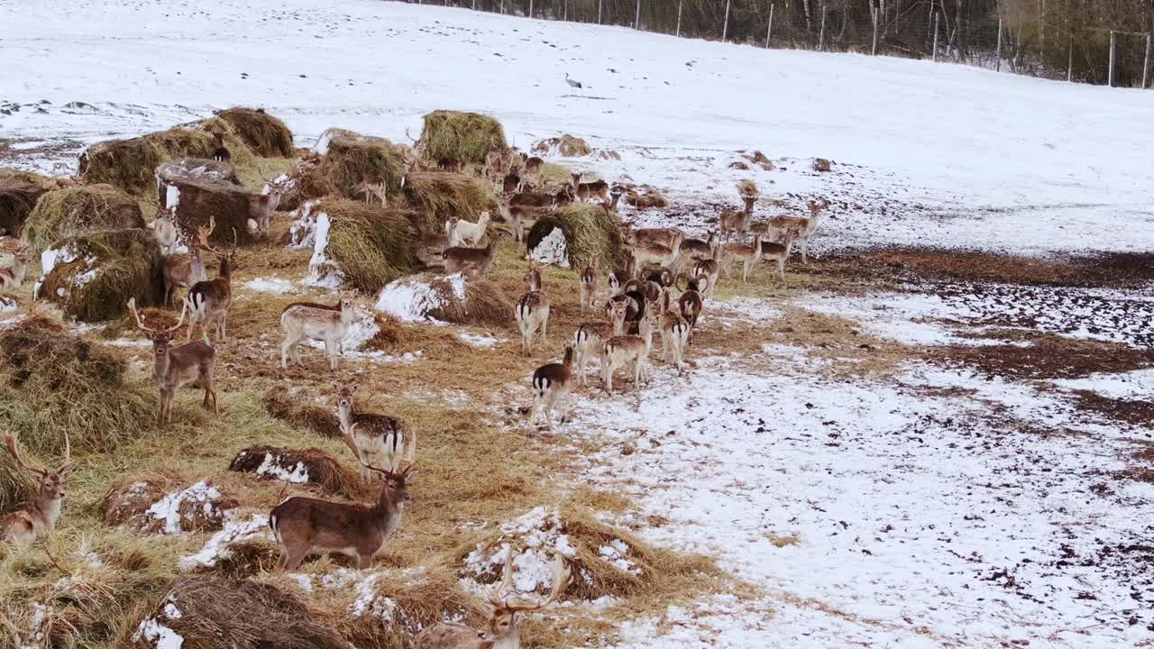 Wide aerial view of a large fallow deer group gathered around hay on frosty land