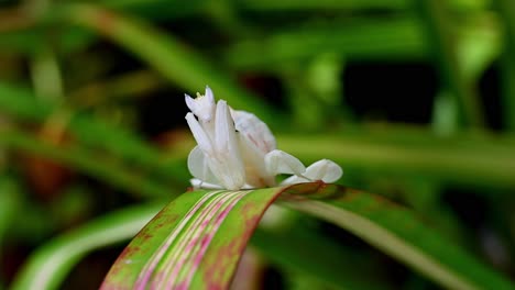 mantis orquídea, hymenopus coronatus, tailandia