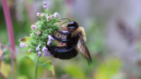 Eine-Hummel