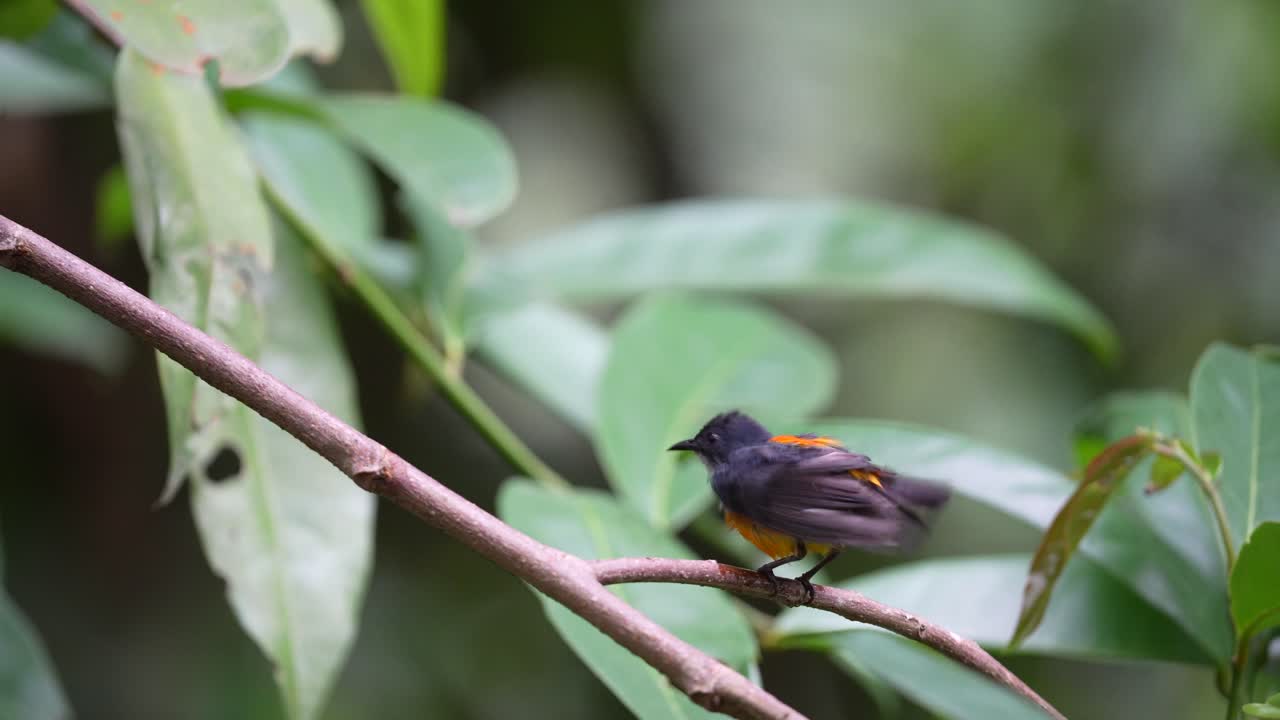un pájaro pico de flor de vientre naranja macho posado en una rama mientras se seca el cuerpo después de bañarse