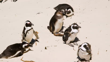 Plumas-Revoloteando-De-Pingüinos-Africanos-Mudando-En-El-Viento,-Playa-De-Rocas