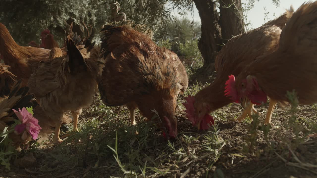 los gallos vagan por el campo y comen la hierba