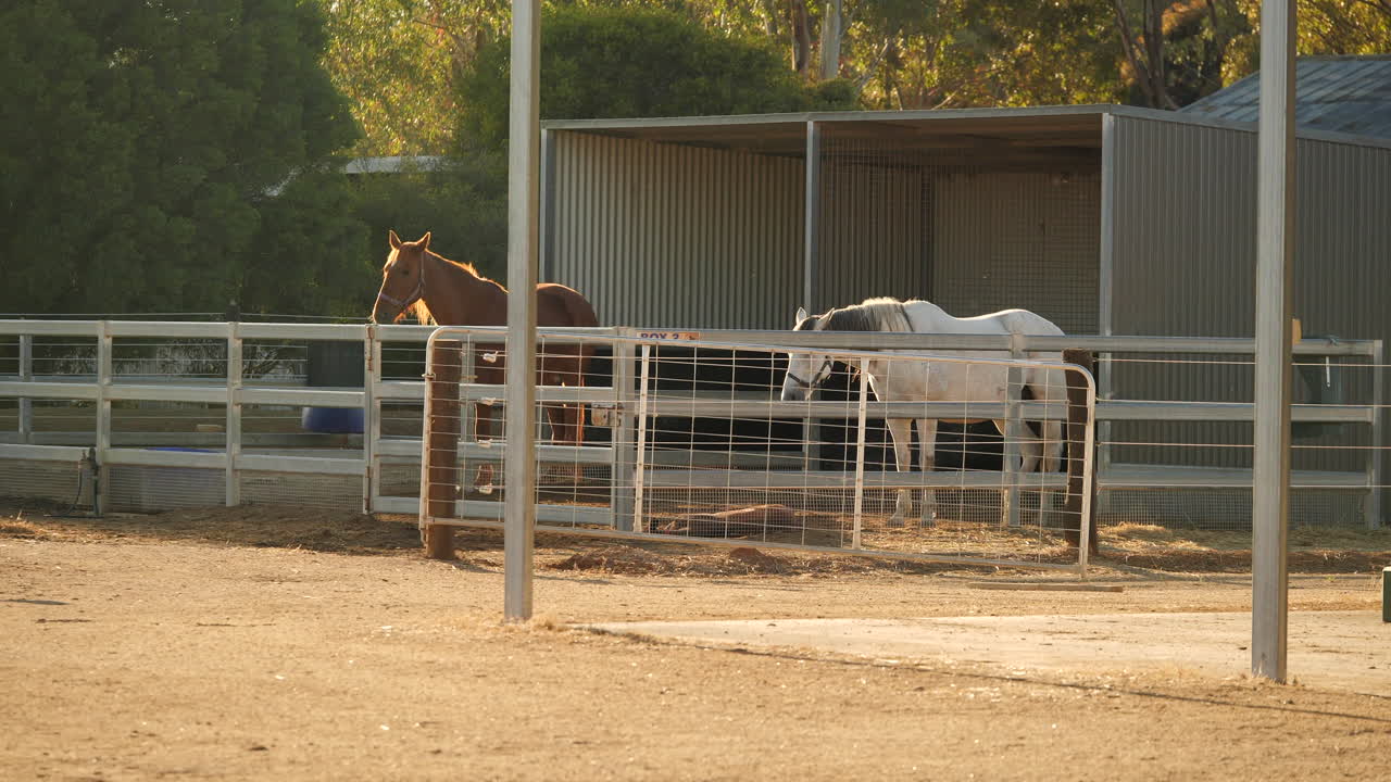 Still shot of horses in stables during golden hour
