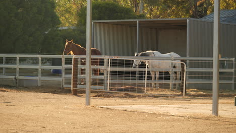 tiro fijo de caballos en establos durante la hora dorada