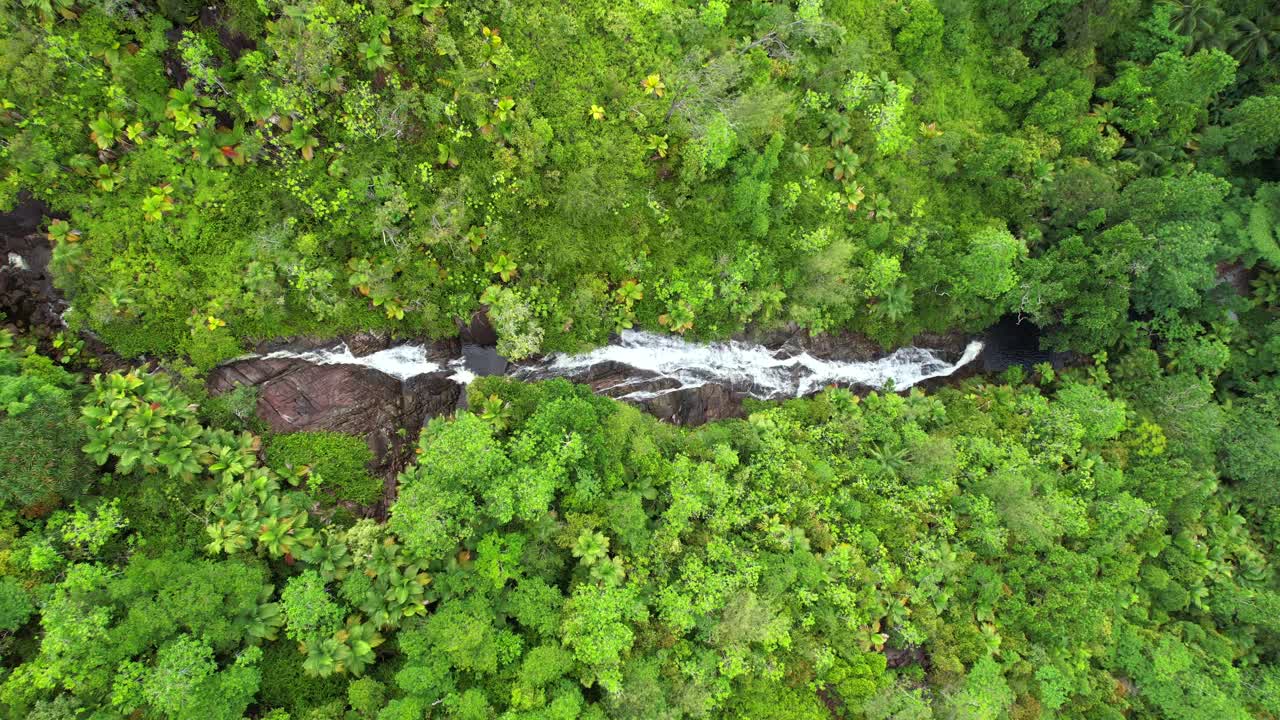 drone de ojo de pájaro de la cascada de sauzier, denso bosque tropical con palmeras y piedra de granito, mahe seychelles 30 fps