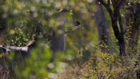 Joven-Antílope-De-Ciervo-Kudu-Hembra-Salvaje-Se-Esconde-En-El-Monte